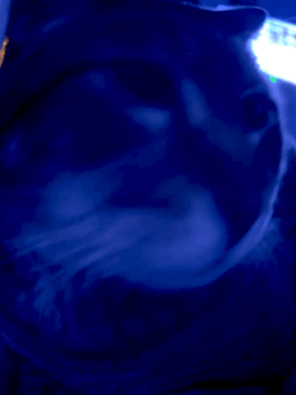dance kitty - moving picture by @c